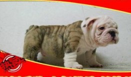 武汉法斗最新爆料,揭秘背后惊人真相